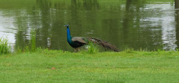 peacock